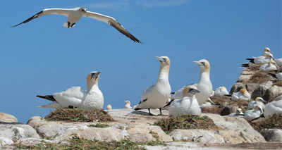 RSPB reports dramatic rise in Yorkshire seabirds