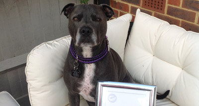 Staffy-cross Romeo wins PDSA Commendation award