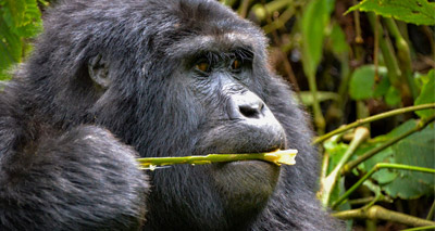 Students assess human disease risk to mountain gorillas
