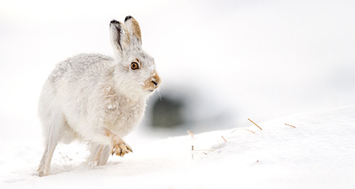 Calls to tackle mountain hare persecution