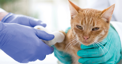 Survey reveals shocking number of cat injuries