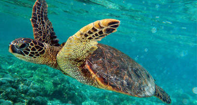 Turtle study provides insights into tumour diseases