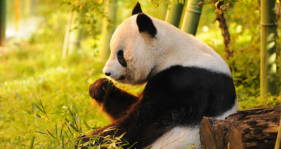 Panda incident raises concerns over zoo safety