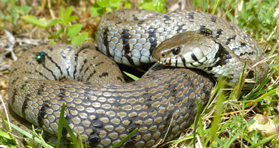 New species of grass snake named