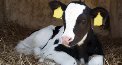 Study calls for ‘urgent action’ on calve pain relief