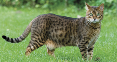 Figures show sharp rise in reported cat thefts