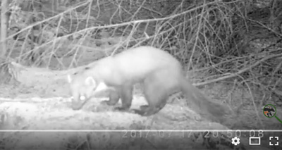 Pine marten spotted in Yorkshire