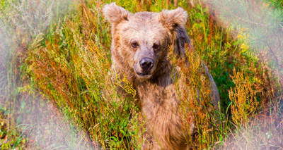 Last dancing bear rescued from Ukraine