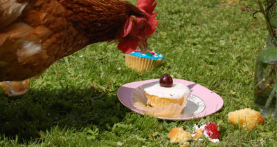BHWT to go ‘cupcake crazy’ for annual fundraiser