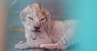 Lioness gives birth after Aleppo rescue