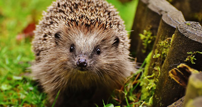 Census to investigate nation’s hedgehog homes