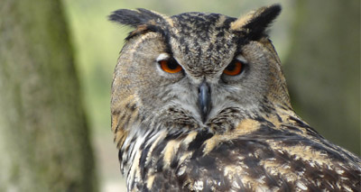 Study reveals ‘Harry Potter effect’ on Indonesian owl trade