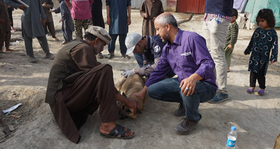Rabies vaccination programme gets underway in Kabul
