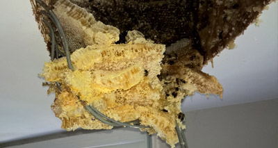 Hive removed after couple spots honey dripping through ceiling