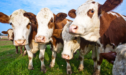 bTB outbreak confirmed on Skye