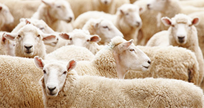 Sheep producers urged to vaccinate against enzootic abortion