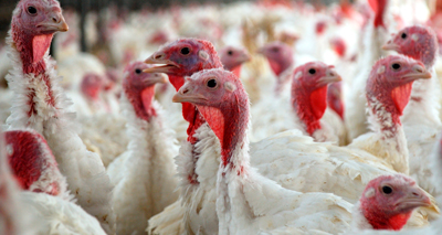 Act now to prepare for winter avian flu