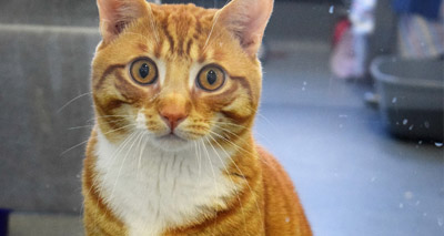Animal charity offers up mousers to Parliament