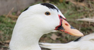 Welfare issues ‘at all stages’ of foie gras production