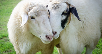 Concern over anthelmintic reclassification