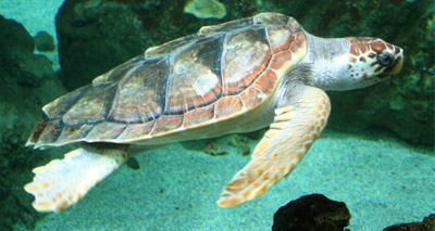 Holidaymakers stranded due to 'turtle curfew'