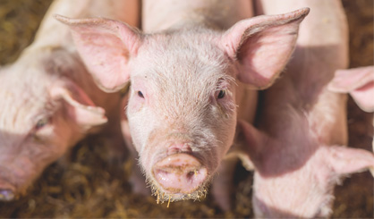 Defra increases risk level for ASF