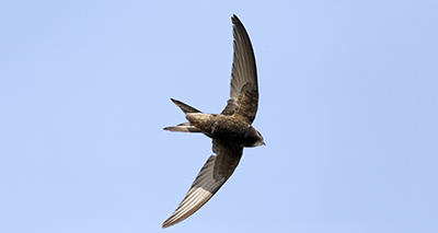 Wing shape helps swifts glide through storms