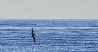 Sense of smell important for migrating birds?