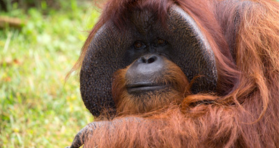 Orang-utan known for sign language abilities has died