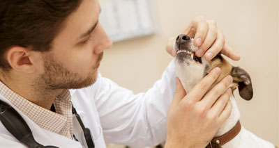 WSAVA launches first global dentistry guidelines