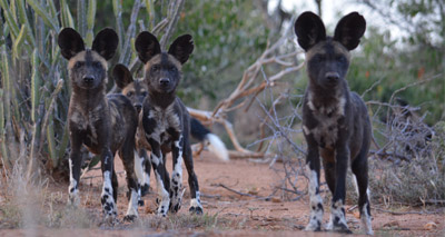 Wild dog packs 'use sneezes to vote'