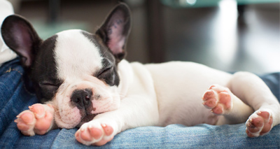 Dog breeding defects a top concern for vets