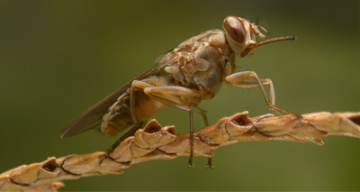 Parasite communication method could prevent sleeping sickness
