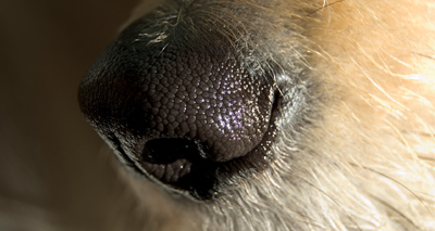 Dogs to be trained to sniff out lung cancer