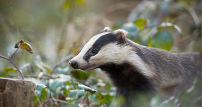 BVA urges clarity over cull time frames