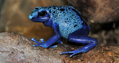 Foster tadpoles ‘trigger parental instinct in poison frogs’