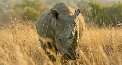 Rhino horn ‘made into jewellery to evade detection’