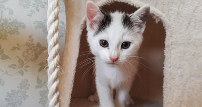 Charities unite to save feral kittens