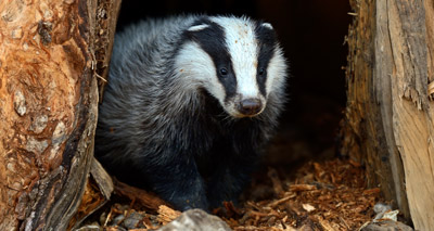 NI vets to investigate bTB hotspots