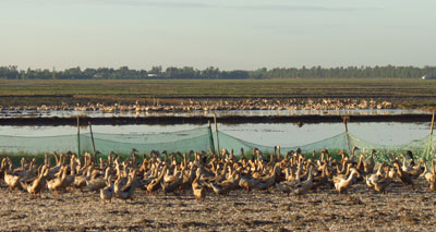 Free-grazing ducks linked to avian influenza spread