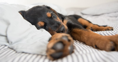 Dogs may aid a restful night’s sleep - study