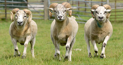 New insights 'could boost sheep health and productivity’