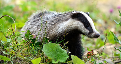 Badger culling banned on Cheshire East Council land