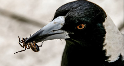 Australian magpie ‘dunks’ food before eating