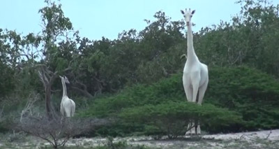 Rare white giraffes spotted in Kenya