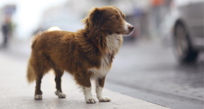 Ten stray dogs a day found with out-of-date microchips