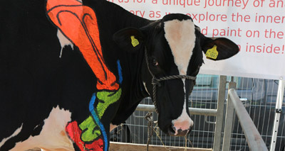 Vets to illustrate what lies beneath a cow’s hide