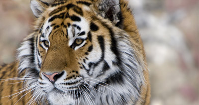 Wild tigers to return to Kazakhstan