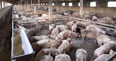 Issues with antimicrobial use in livestock
