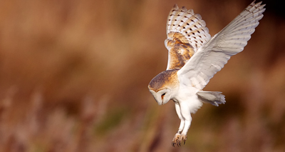 Barn owls ‘have ageless ears’